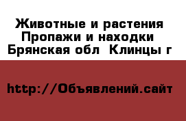 Животные и растения Пропажи и находки. Брянская обл.,Клинцы г.